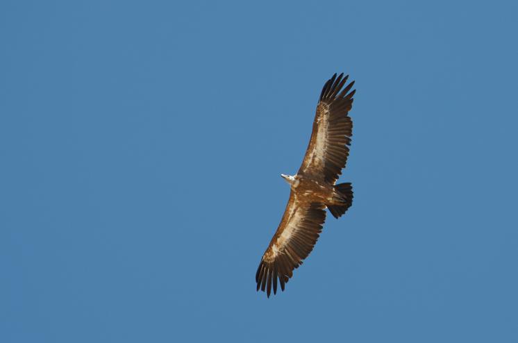 Griffon vulture <i>Gyps fulvus)</i>